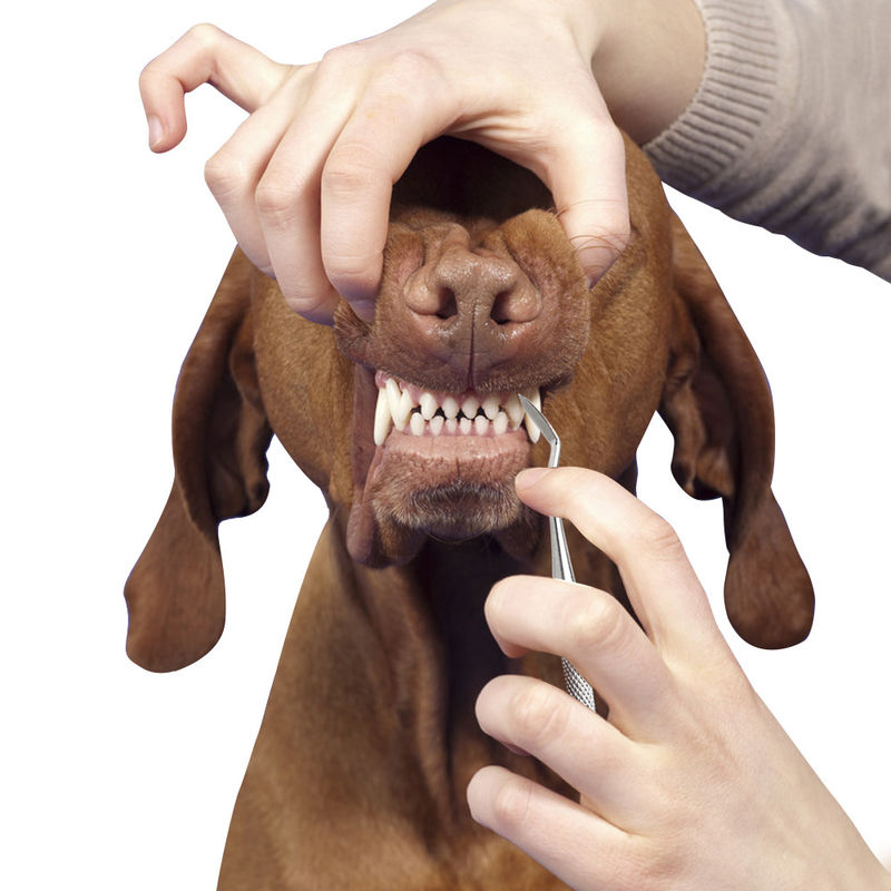 Portable Pet Grooming Tools Cats Pet Dog Teeth Cleaning Pen 17cm Tartar Dental Calculus