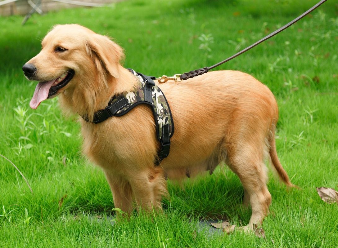 Oxford Mesh Canvas Adjustable Padded Dog Harness Vest Pet Dog Saddle Chest Strap Breathable No Pull Pet Collar