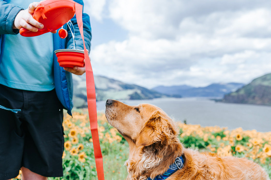 2021 BSCI Leash Dog Water Drinking Bottle 5 In 1 Dog Leash With Water Bottle